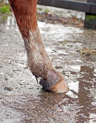 Chesnut horse with Mud fever